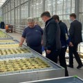Резидент ТОСЭР «Череповец» - тепличный комплекс «Новый» - завершает монтаж томатного отделения площадью 4 гектара