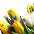 Инвестиционное агентство "Череповец" поздравляет прекрасных дам с 8 марта