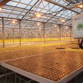 В Тоншалово запустили новое производство овощей и зелени