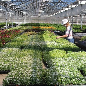 До конца июня в Череповце высадят 350 тысяч цветов