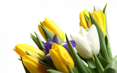 Инвестиционное агентство "Череповец" поздравляет прекрасных дам с 8 марта