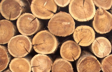Череповецких лесопромышленников приглашают на отраслевую конференцию и В2В-переговоры с немецкими предприятиями