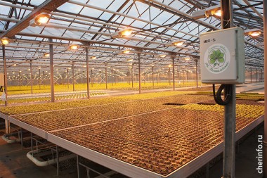 В Тоншалово запустили новое производство овощей и зелени